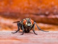 Diptera Fly Insect on Red Background