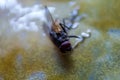 close up of flies stuck in the glue Royalty Free Stock Photo