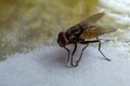 Close up of flies stuck in the glue Royalty Free Stock Photo