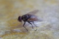 Close up of flies stuck in the glue Royalty Free Stock Photo