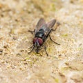 Diptera Meat Fly Insect On Ground