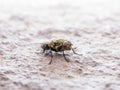 Diptera Meat Fly Insect On Rock