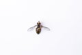 Diptera Syrphidae insect fly black yellow striped pattern isolated on white background