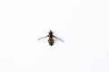 Diptera Syrphidae insect fly black yellow striped pattern isolated on white background