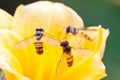 Diptera syrphidae insects