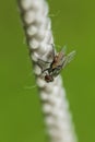 Diptera On a white rope