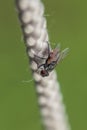 Diptera On a white rope