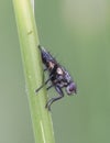 Diptero perched on a reed head down Royalty Free Stock Photo