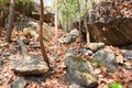 Dipterocarp forest have dry leaf and big stone at the mountain with sunlight, Op Luang National Park, Hot, Chiang Mai, Thailand. Royalty Free Stock Photo