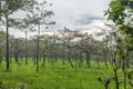 Dipterocarp forest, Royalty Free Stock Photo