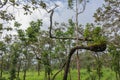 Dipterocarp forest, Royalty Free Stock Photo