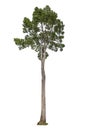 Dipterocarpus alatus Roxb. (Gurjan) isolated on white background