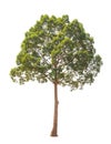 Dipterocarpus alatus, tropical tree isolated on wh