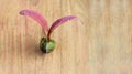 Dipterocarpus alatus, winged seed