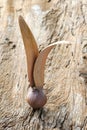 Dipterocarpus seed Royalty Free Stock Photo