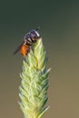 Dipteros, Insects in their natural environment. Macro photography.