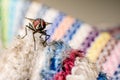 Dipterous and Color Royalty Free Stock Photo