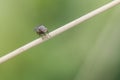 Dipterus fly different Minnettia species perched on twigs green grasses in wet meadow on defocused green background