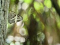 Dirce beauty Colobura dirce, beautiful tropical butterfly