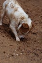 DIRDIRTY JACK RUSSELL DOG DIGGING A HOLE  IN DIRT Royalty Free Stock Photo