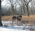 Dire Wolf Alone In The Woods Royalty Free Stock Photo