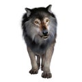 Grey Dire Wolf Growling