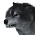 Dire Wolf Head Royalty Free Stock Photo