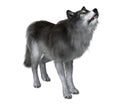 Dire Wolf Howling Royalty Free Stock Photo