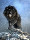 Dire Wolf Royalty Free Stock Photo