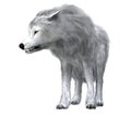 Dire Wolf Pack Leader Royalty Free Stock Photo