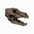 Dire wolf Skull Fossil Extinct Canine Isolated, Transparent Background