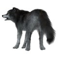 Dire Wolf Tail