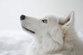 Dire wolf tilting head with curiosity, sharp focus and clean white background studio setting Royalty Free Stock Photo