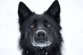 dire wolf tilting head with curiosity, studio lighting, white background, sharp focus Royalty Free Stock Photo