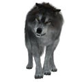 Dire Wolf on White Royalty Free Stock Photo