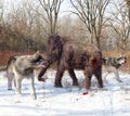 Dire Wolves Hunting Juvenile Woolly Mammoth