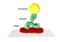 Direct immunofluorescent reaction RIF