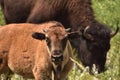 Direct Look into a Bison Calf`s Face Royalty Free Stock Photo