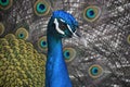 Direct Look in the Face of a Blue Peacock Royalty Free Stock Photo