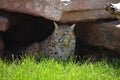 Direct Look Into the Face of an Iberian Lynx Royalty Free Stock Photo