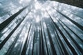 Direct sunlight through Japanese Cedar Trees with fog in the forest in Alishan National Forest Recreation Area in winter.