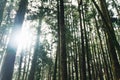 Direct sunlight through Pine trees in the forest in Alishan National Forest Recreation Area, Taiwan Royalty Free Stock Photo