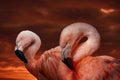 Direct view of two pink flamingo birds. Portrait of pink flamingos in the wild at sunset. Photo from wild nature