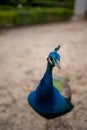 Directed blur. A peacock looking at the camera