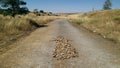 Directional arrow drawn with stones on a dirt road.