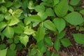 Directly Above Close up of a Patch of Poison Ivy Plants on a Sunny Day Royalty Free Stock Photo