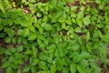 Directly Above Close up of a Patch of Poison Ivy Plants on a Sunny Day Royalty Free Stock Photo