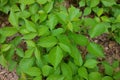 Directly Above Close up of a Patch of Poison Ivy Plants on a Sunny Day Royalty Free Stock Photo