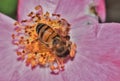 Bee pollinating a Mexican Evening Primrose wildflower. Royalty Free Stock Photo