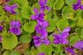 Common Violets growing wild in the spring aka Wood Sweet English or Garden Violet